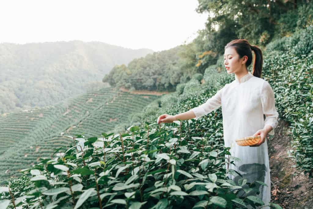En Çok Tüketilen 5 Çin Çayı Çeşidi ve Yararları