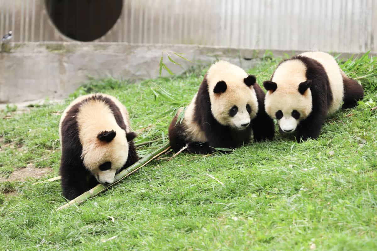 Çin’in Sembolü Pandaların Özellikleri Nelerdir?